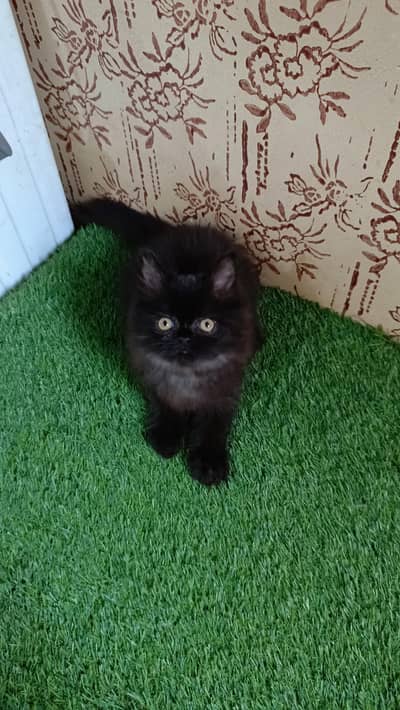 High quality Persian Kitten(Triple coated)(Cash on Delivery)(Karachi)