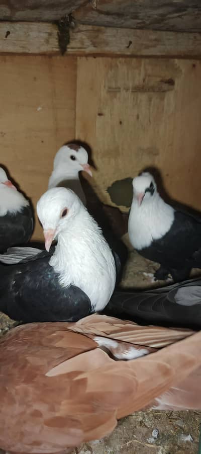 karbali  pigeonsp