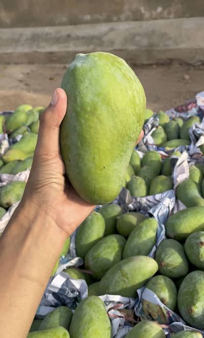 Sindhri Mango