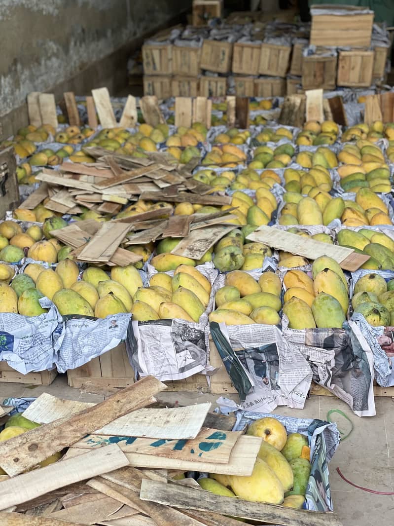 Sindhri Mango 1