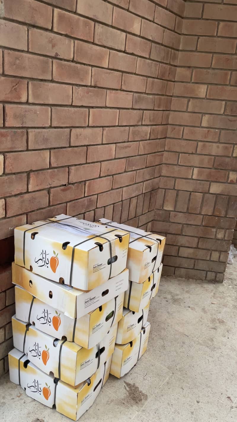 Sindhri Mango 2