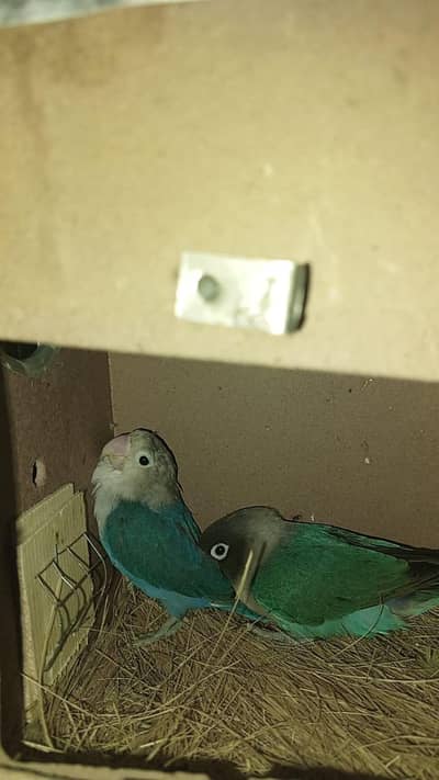 Top Quality Lovebird Breeder Pair Setup For Sale