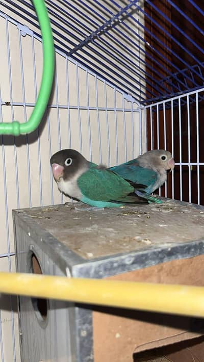 Top Quality Lovebird Breeder Pair Setup For Sale