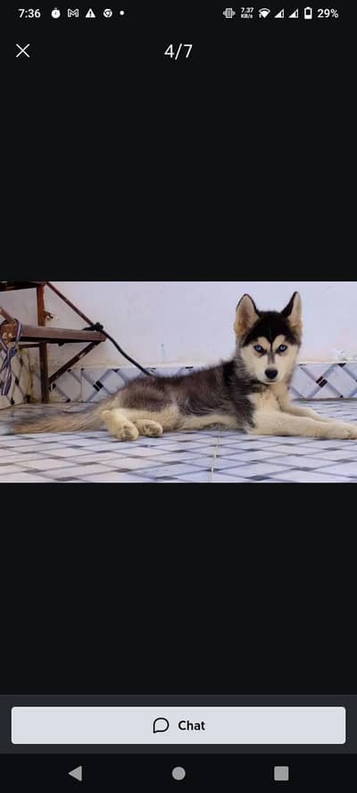 Sibrean huskey