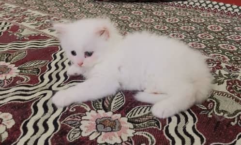 Triple coat cat babies pair white colour hazel eye punch faces