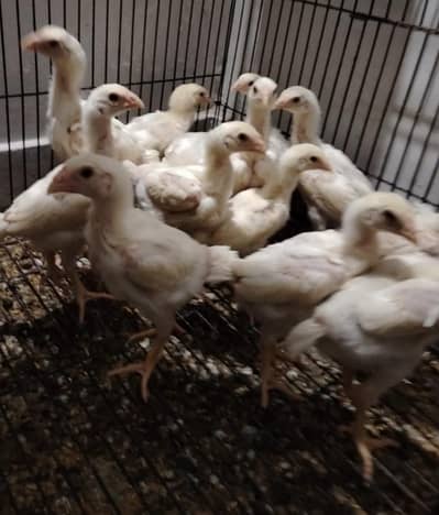king size/shamo /high quality/white shamo/pure aseel shamo chicks