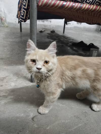 persian Cat Triple Coat  kitten