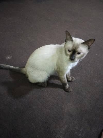 cat boht achi hay