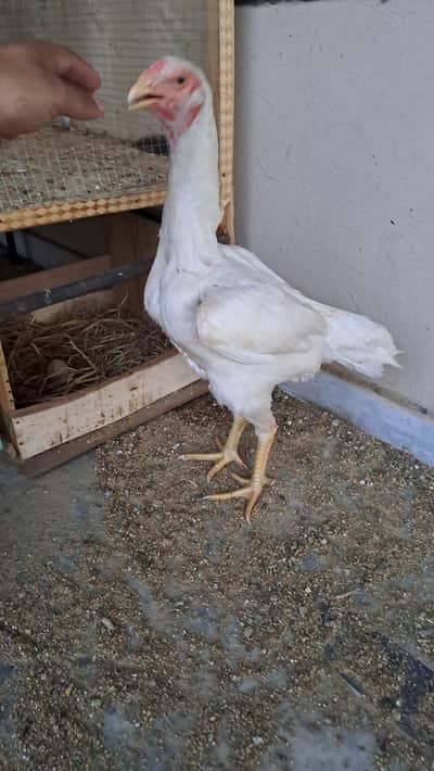white shamoo female
