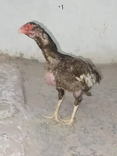 aseel females for sale