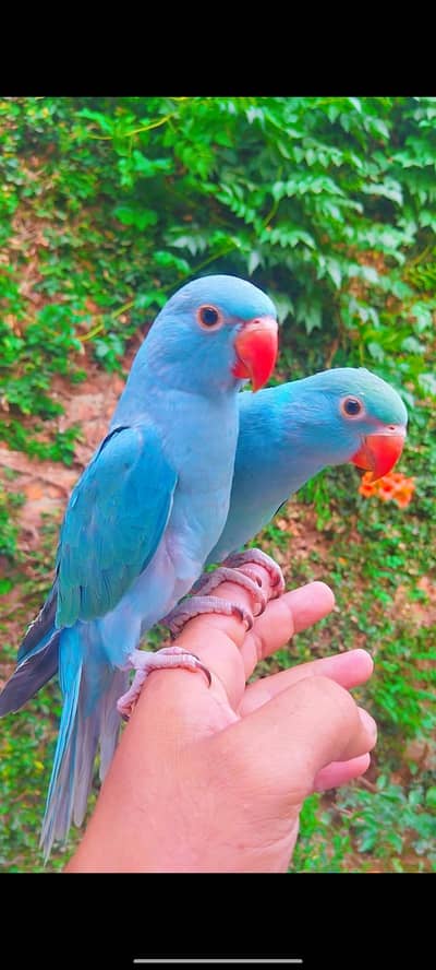mashllah blue turquoise ring nick