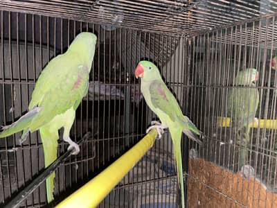 Beautiful raw pair