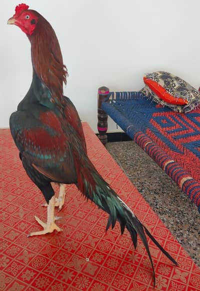 Rta Mushka Lahka Mianwali Aseel