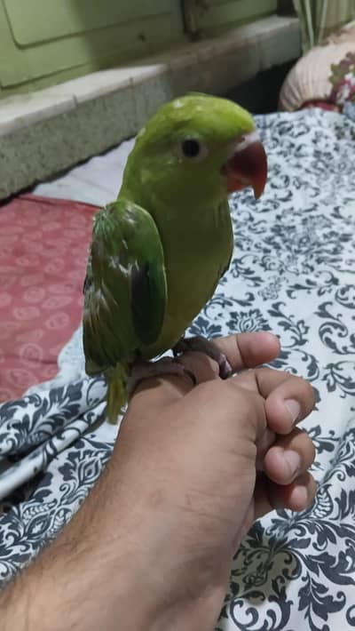 green ringneck parrot homebreed