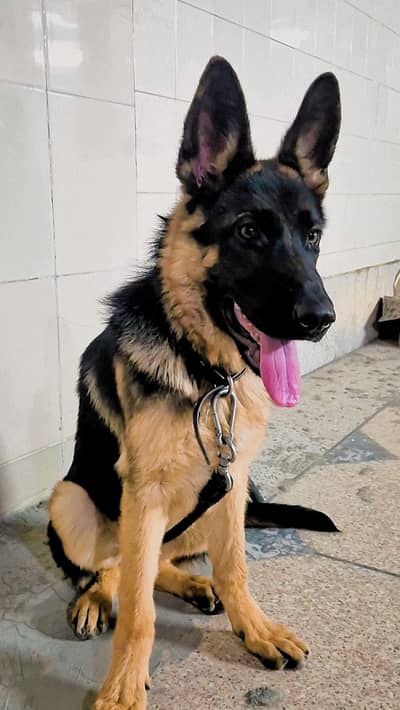 German Shepherd Female Puppy Family Dog