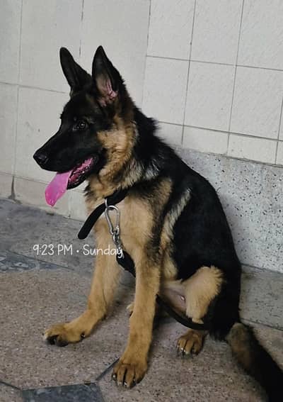 German Shepherd Female Puppy Family Dog