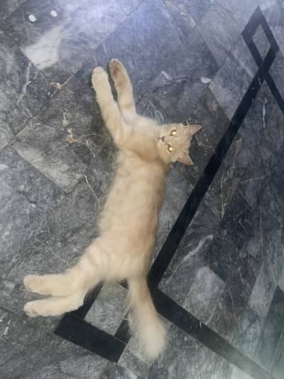 Pair of Persian cats