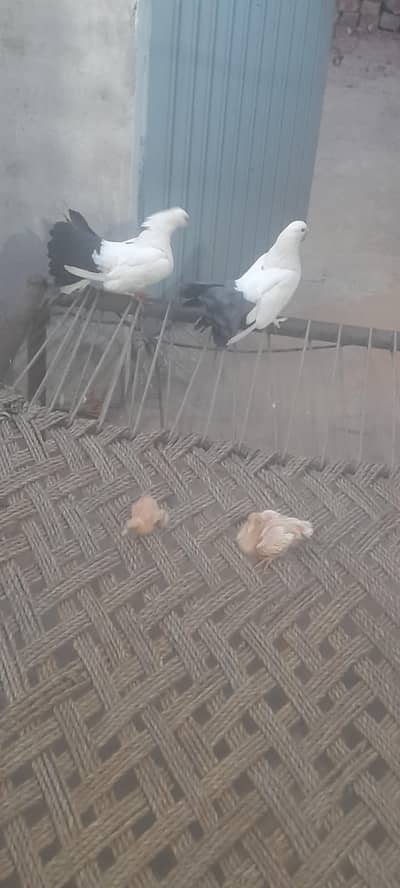 fancy pigeon