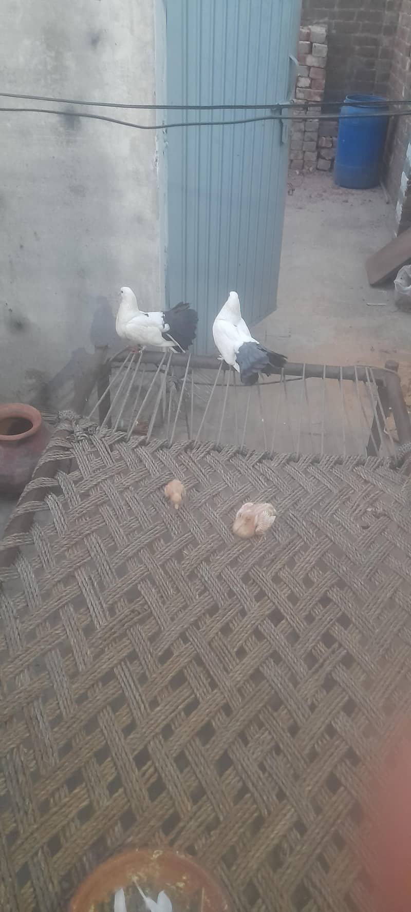 fancy pigeon 1
