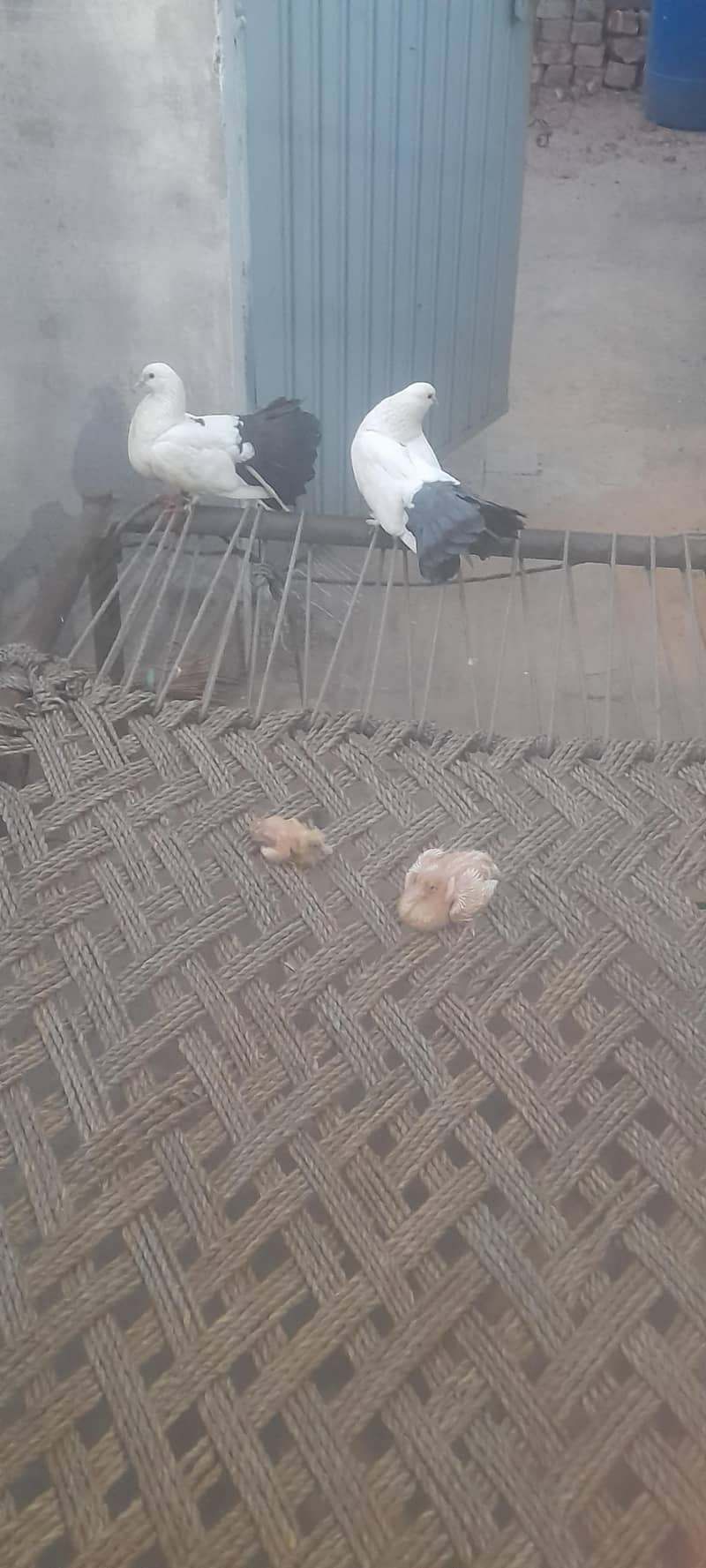 fancy pigeon 2