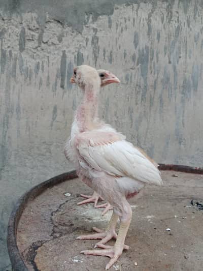 Heera shamo chick