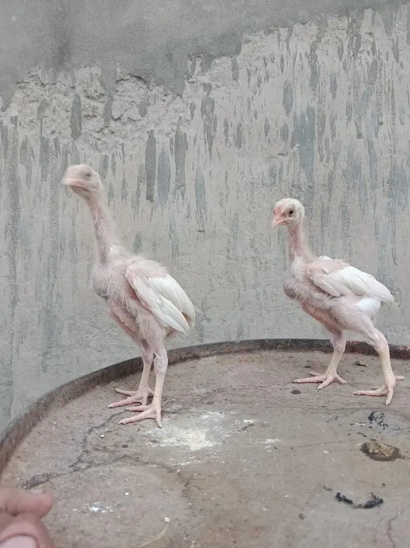 Heera shamo chick — photo 2