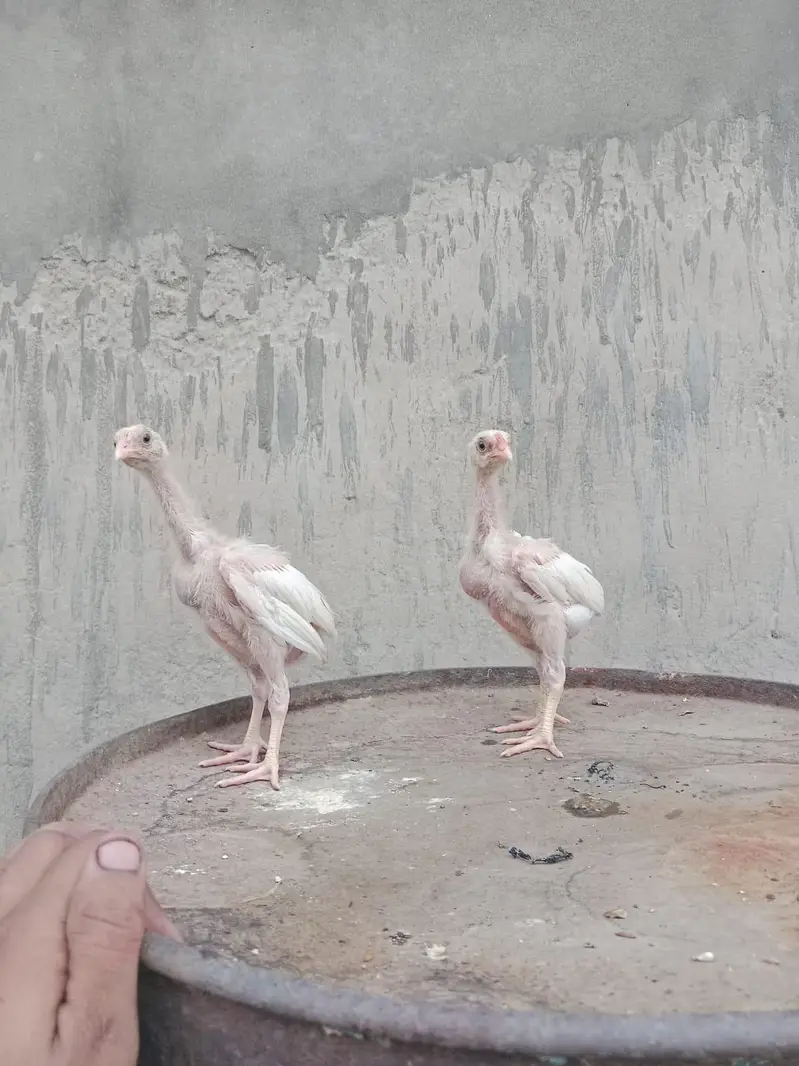 Heera shamo chick — photo 3
