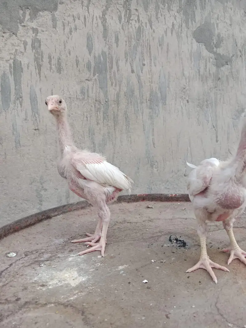 Heera shamo chick — photo 4
