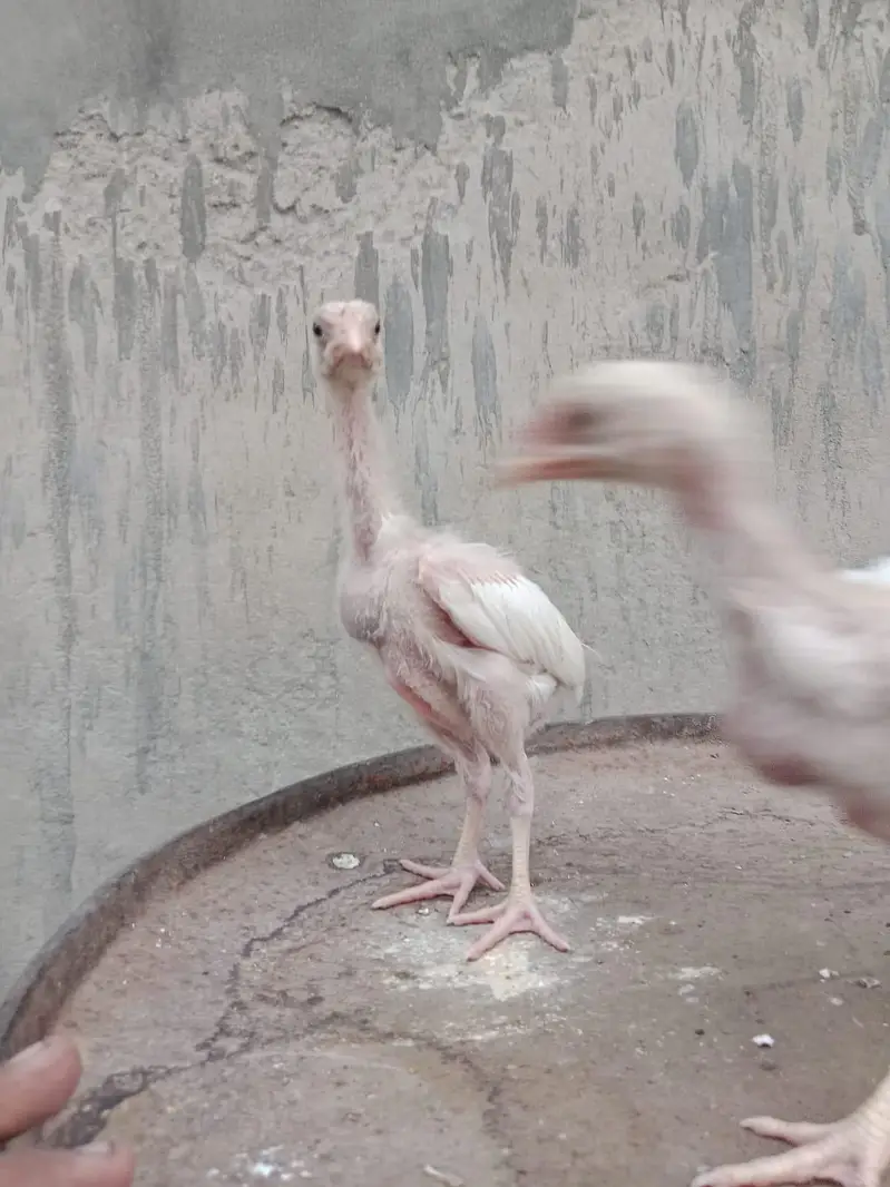 Heera shamo chick — photo 5