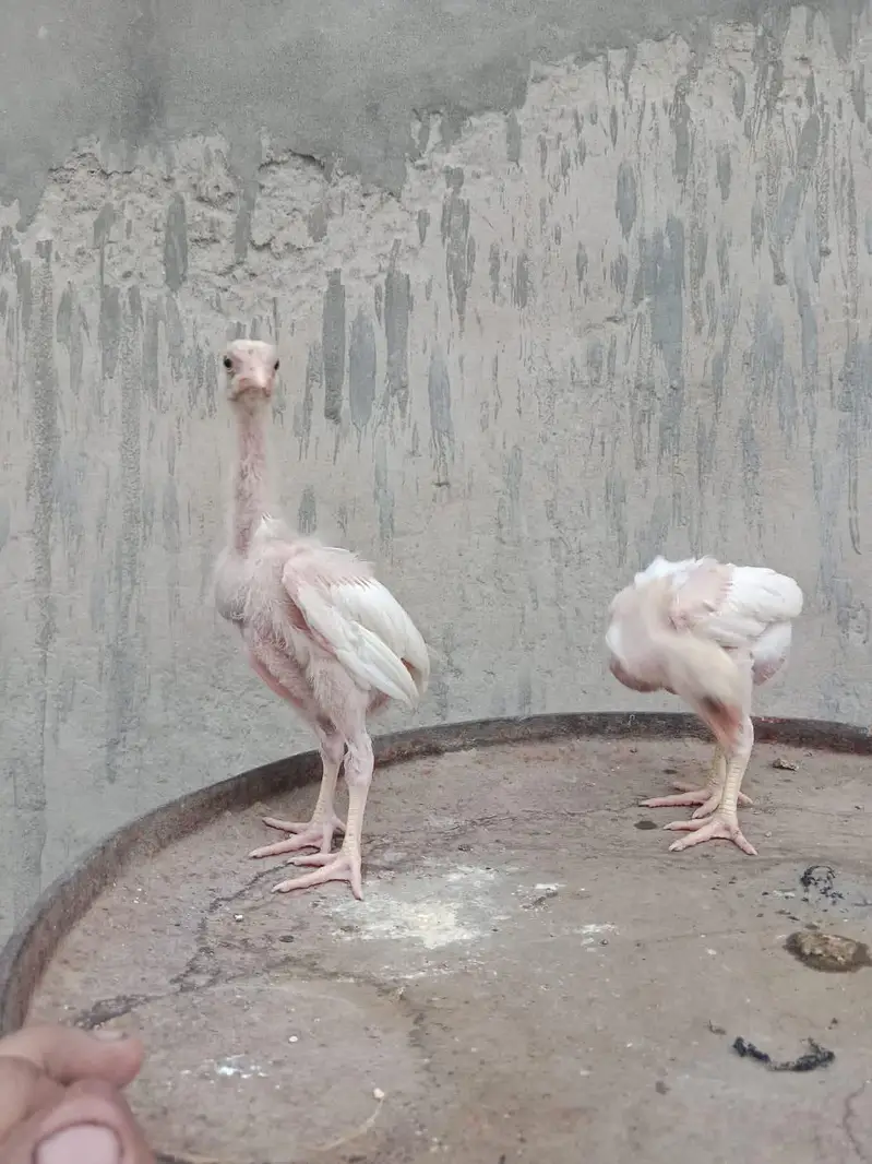 Heera shamo chick — photo 6