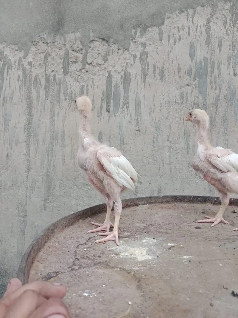 Heera shamo chick — photo 7