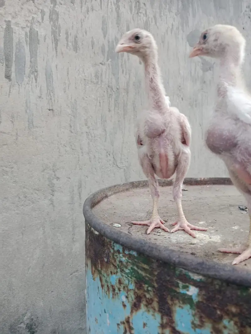 Heera shamo chick — photo 8