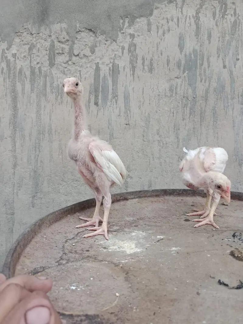 Heera shamo chick — photo 9