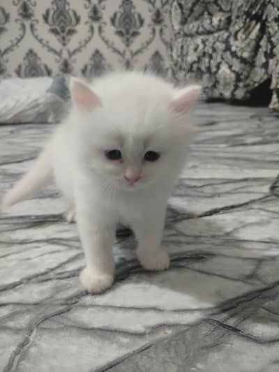 Persian Cat tripple cotted