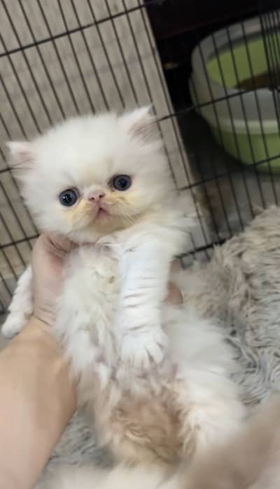 Kittens available for sale