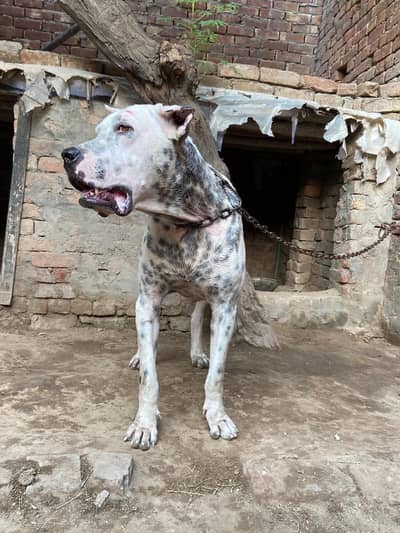 bully dog for sale