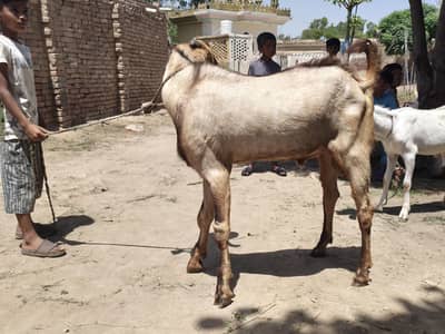 BAKRA FOR SALE