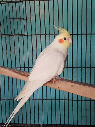 Lutino Cockatiel Male