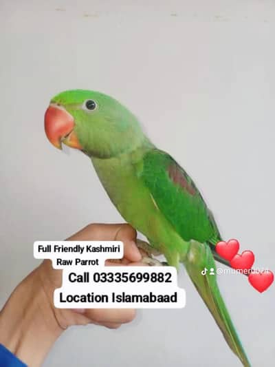 Hand Tamed Full Friendly Kashmiri Raw Male Parrot Jumbo Size