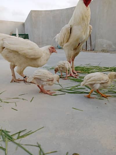 Heera aseel hens