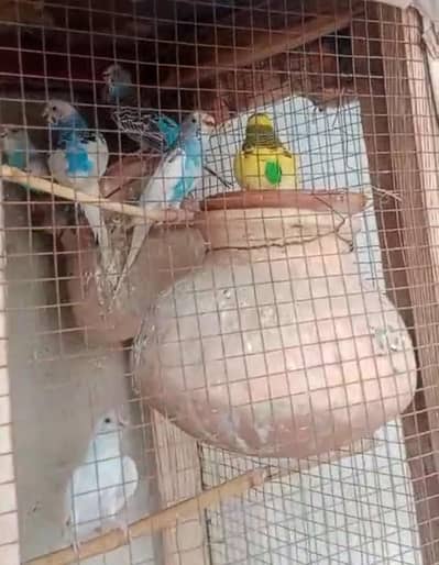 Bajri Parrots for Sale