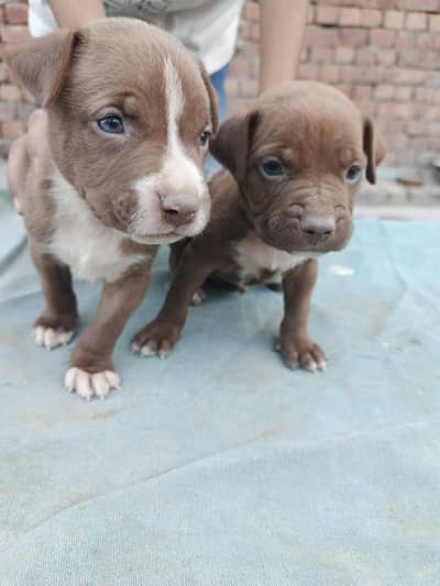 amreican pit bull puppys
