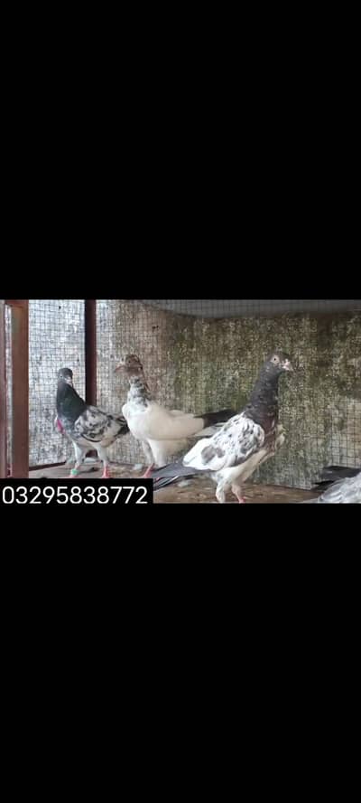 ALL SETUP Teddy Saranpuri / High Fly Pigeon Pair