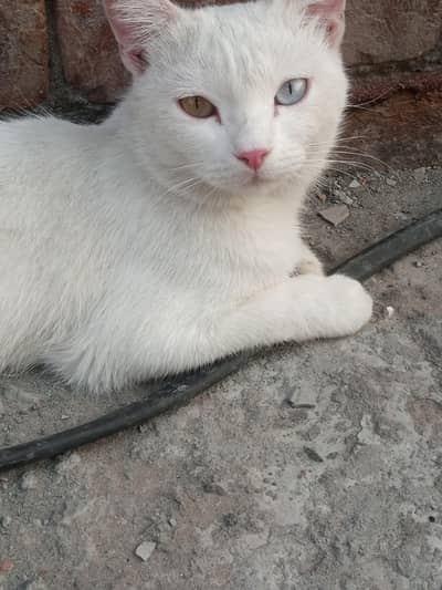 odd eyes white female cat for sale