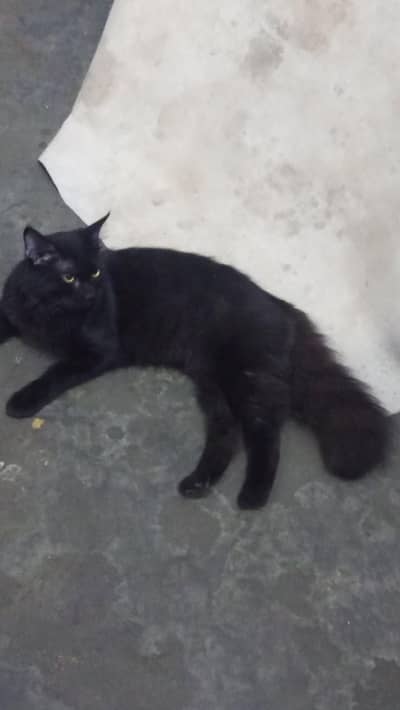 black persian cat and healthy Male