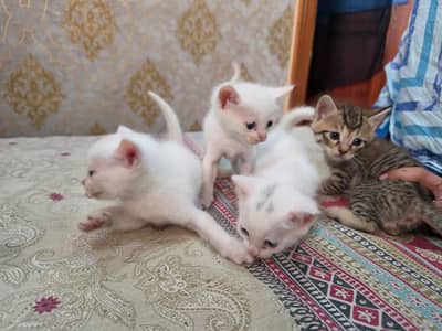 Persian cats with kittens up for sale