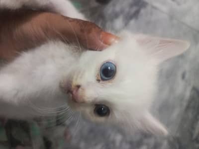 white persion baby kitten