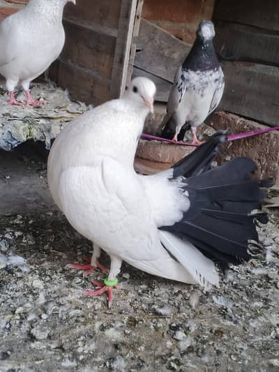 black tail pigeon avaliba mail femail pair avalibal