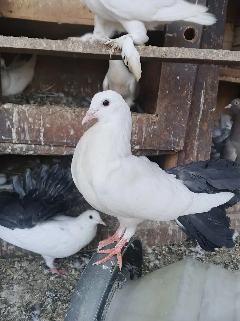black tail pigeon avaliba mail femail pair avalibal — photo 2