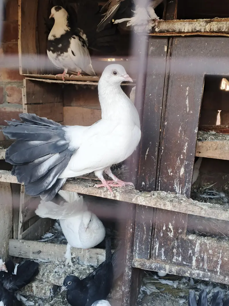 black tail pigeon avaliba mail femail pair avalibal — photo 3